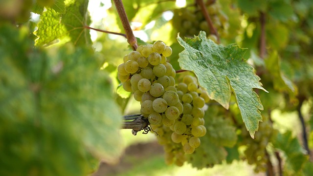 Free Grapes Wine Grapes photo and picture