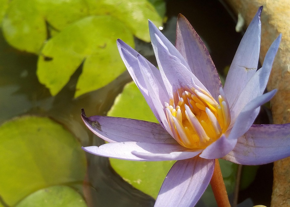 Lotus Leaf Aquatic Plants Free photo on Pixabay