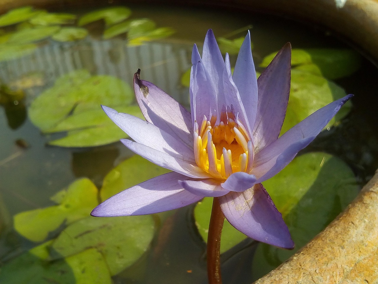 300 + 무료 연잎 & 자연 이미지 - Pixabay