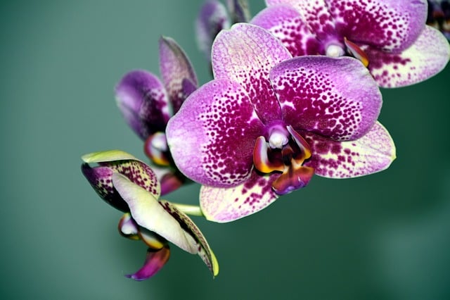 Download free HD stock image of Orchid Blossom Free orchid blossom bloom illustration