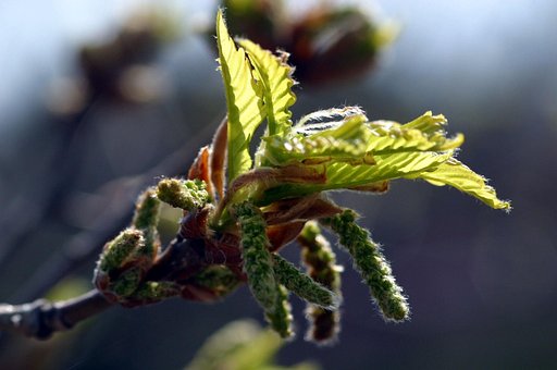 Free New Shoots Bud photo and picture