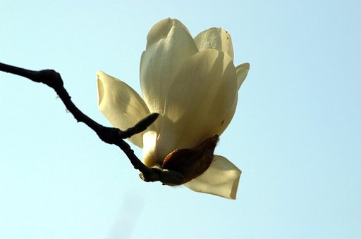 Free Magnolia Flower Wallpaper photo and picture