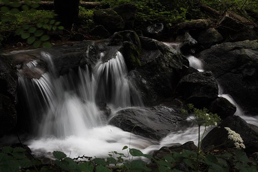 Free Forest Valley photo and picture