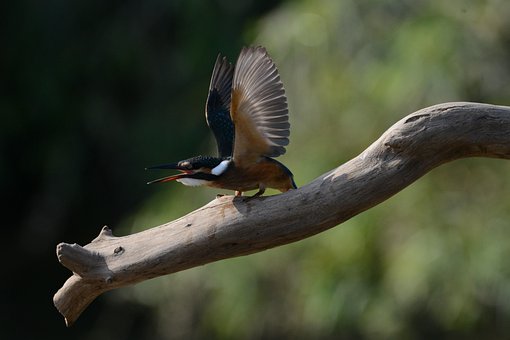Free Kingfisher New photo and picture
