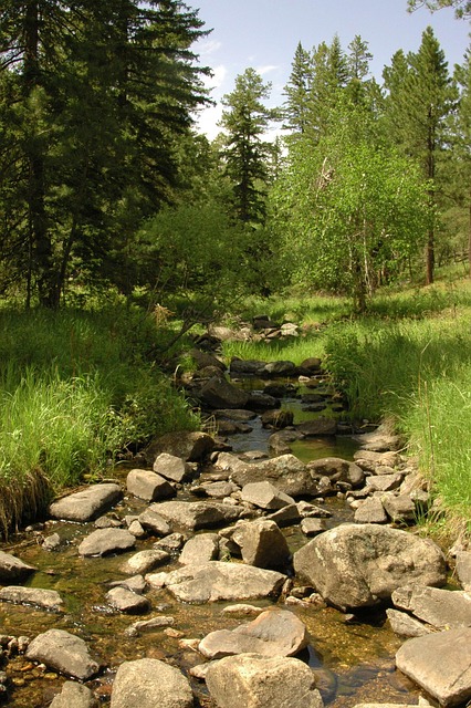 Free Stream Brook photo and picture