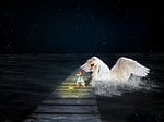 girl, swan, stars