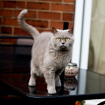 Free British Shorthair photo and picture