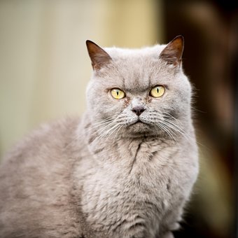 Free British Shorthair photo and picture