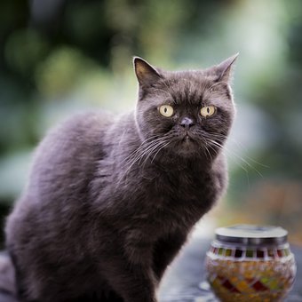 Free British Shorthair photo and picture