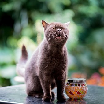 Free British Shorthair photo and picture