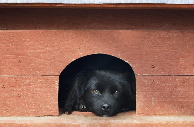 Free Animal Pet photo and picture