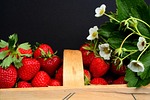 strawberries, harvest time, field