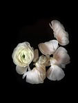 ranunculus, flowers, white flower