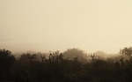 morning, mist, wildlife