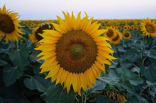 Agricultura, Flor, El Verano, Amarillo