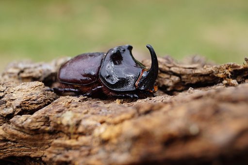 Animal, Escarabajo, Naturaleza, Insecto