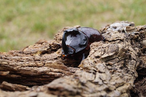 Animal, Escarabajo, Insecto, Natur