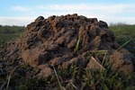 molehill, mole, tiny