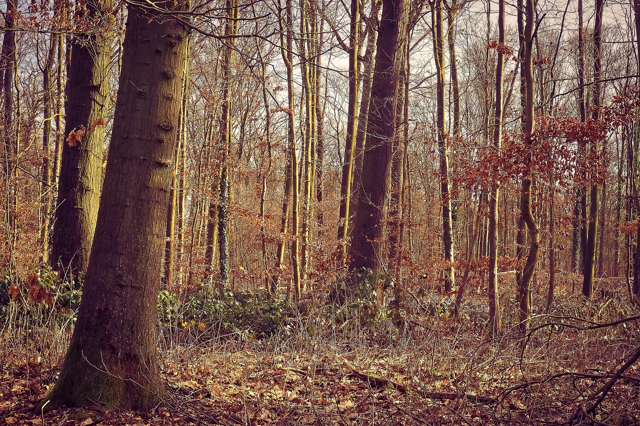 100,000+ Free Dense Forest & Forest Images - Pixabay