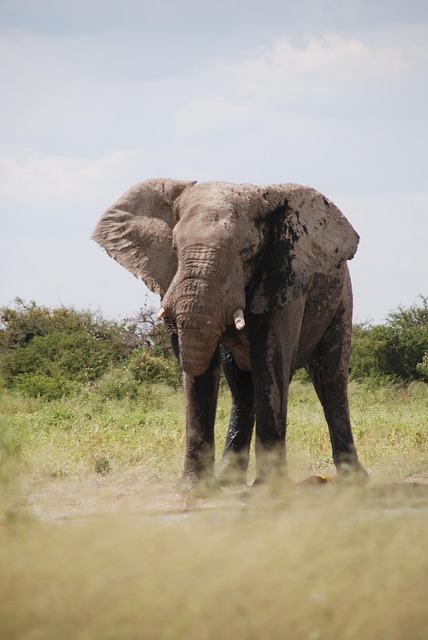 Elefant, Etosha-Pfanne, Namibia, Safari