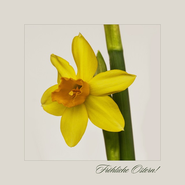 Download free HD stock image of Nature Flower Free nature flower easter bell illustration