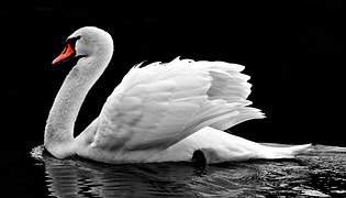 Swan, Water, White, Water Bird