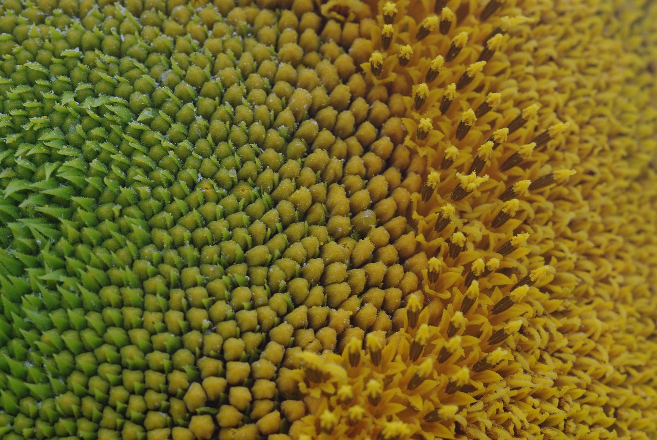 Sunflower Floral Macro Free photo on Pixabay Pixabay
