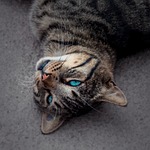 cat, blue eye, tiger
