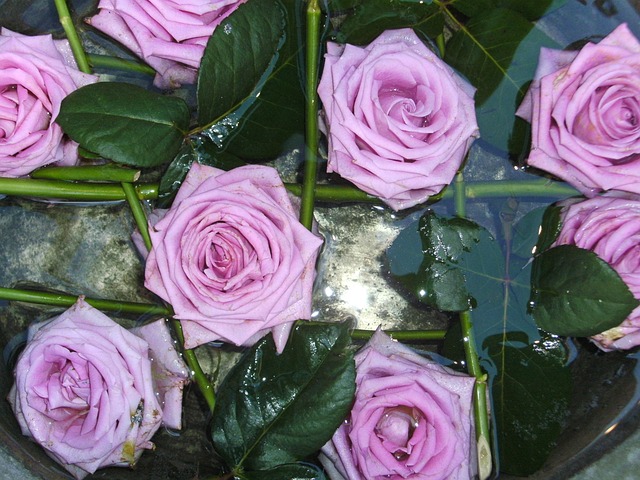 Purple Roses Flowers - Free photo on Pixabay - Pixabay