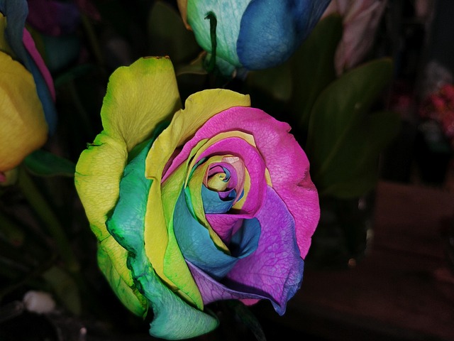 color, rose, flower shop, rose flower, warm
