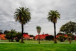 presidio, saf francisco, palms