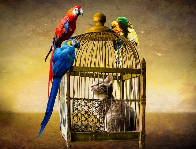 Free animals cat bird illustration