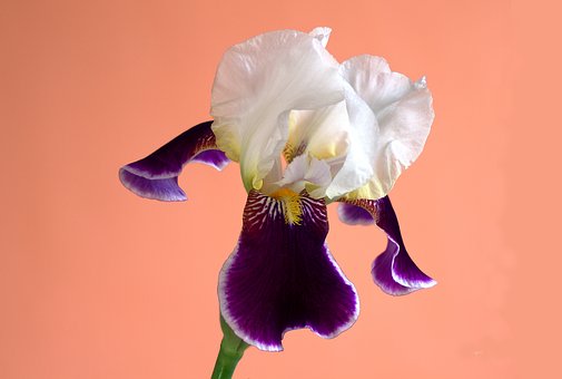 Blomst, Lilje, Iris, Natur, Sværd Lilje