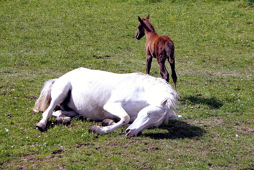Hest, Føl, Græsgange, Hoppe, Cub, Dyr