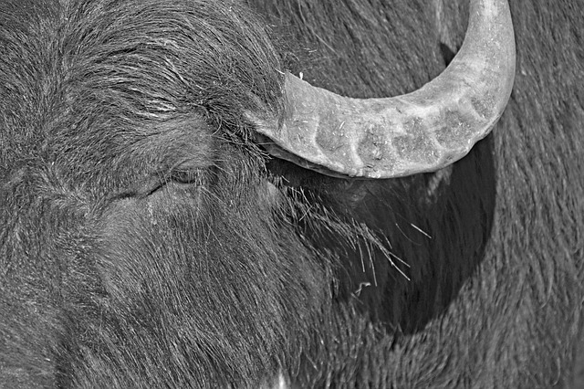 Free Buffalo Wilderness photo and picture