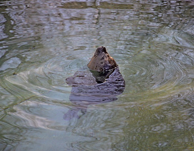 Free Seal Water photo and picture