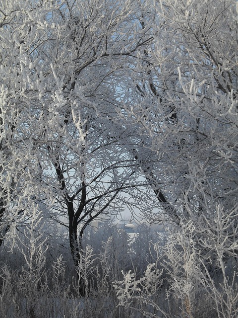 Vinter, Frost, Kold, Træer