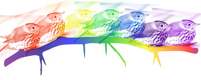 Ofenvogel, Vogel, Regenbogen, Schönheit
