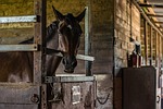 horse, horses, animal