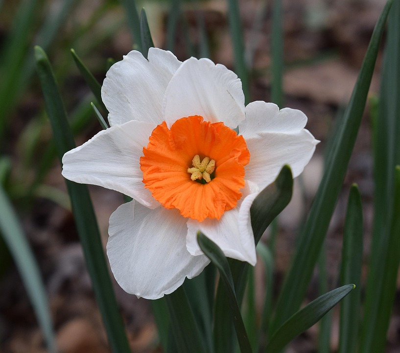 Narcissus Daffodil Flower Free photo on Pixabay Pixabay