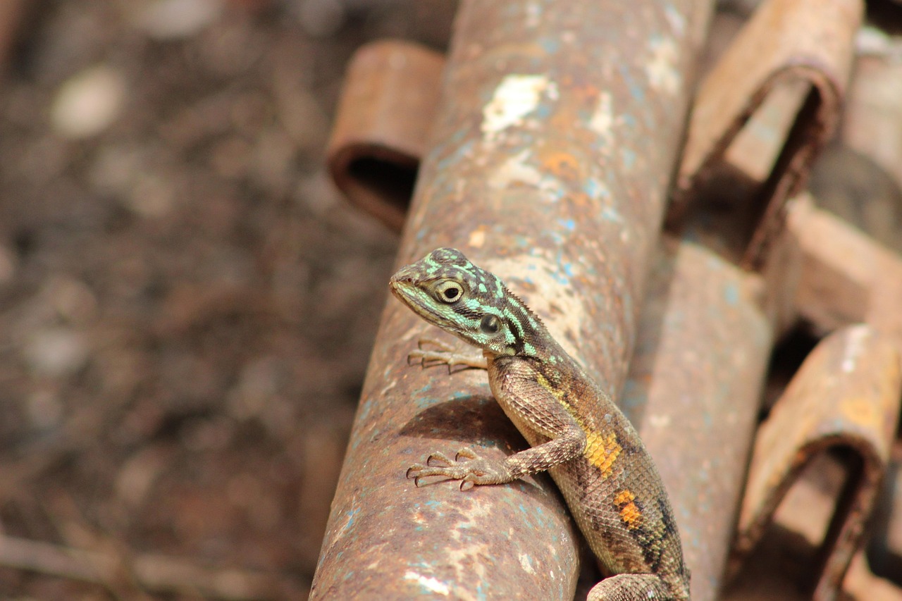 Agama Lizard Animal - Free photo on Pixabay - Pixabay