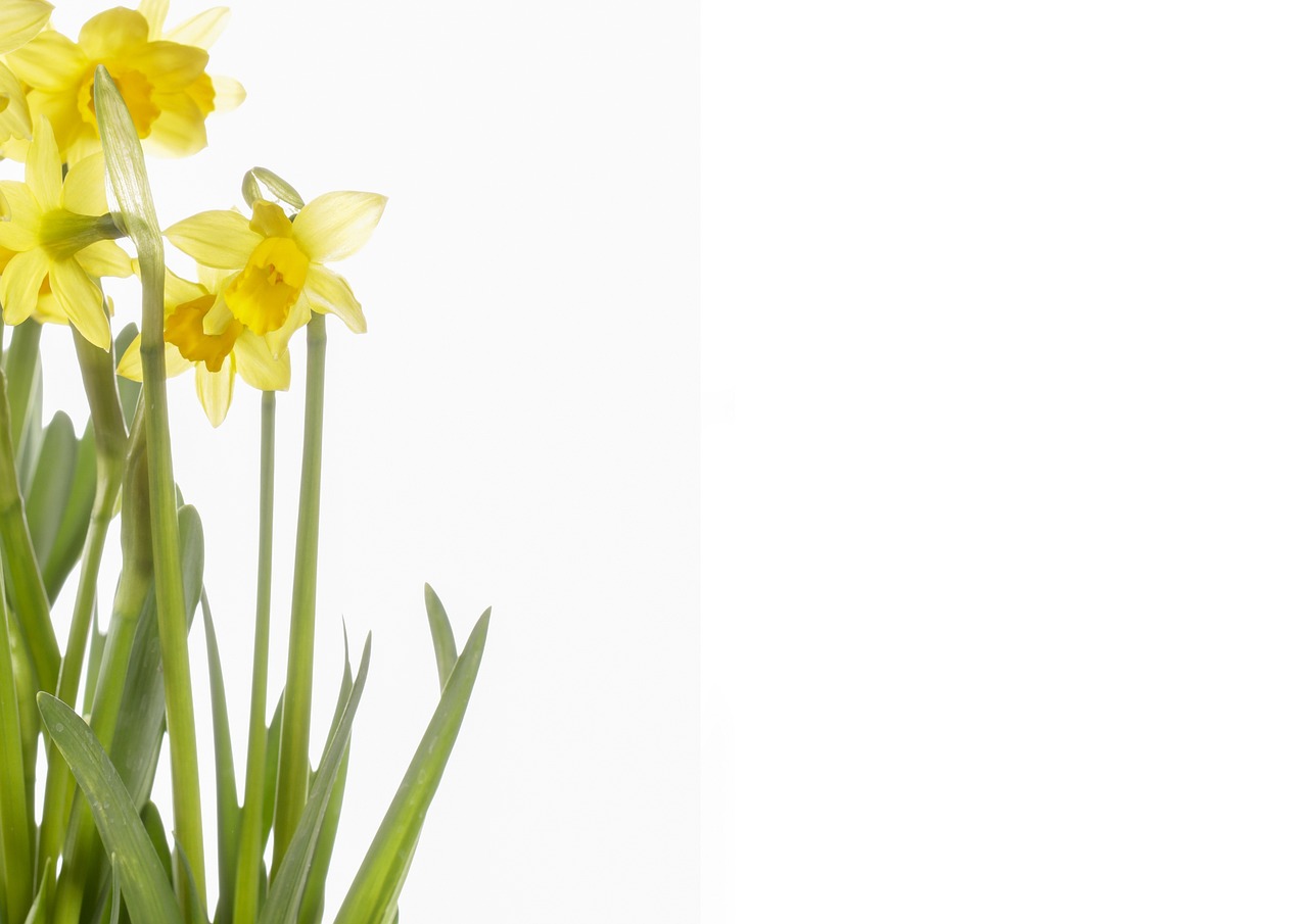 Flower - free online jigsaw puzzle photo