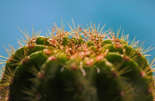 Free Cactus Plant photo and picture