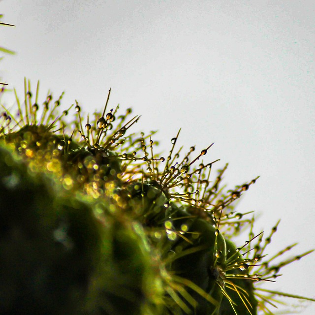 Free Cactus Plant photo and picture