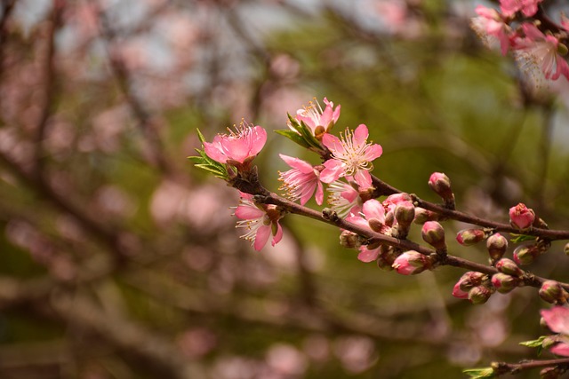 Flor De Pêssego, Rosa, Natureza