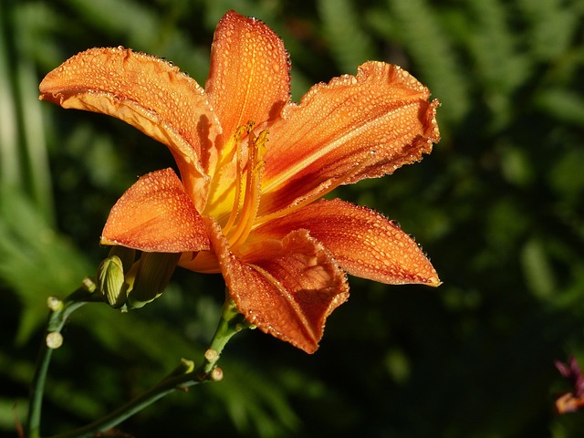 Free Flower Lily Orange photo and picture