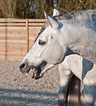 horse, neigh, head