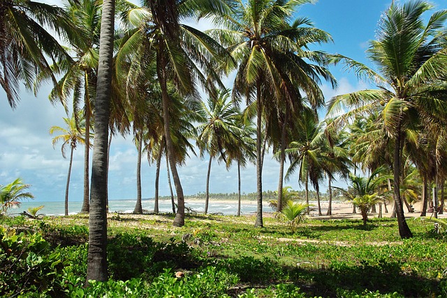 Brasilien, Costa Sauípe, Ufer, Kokoshain