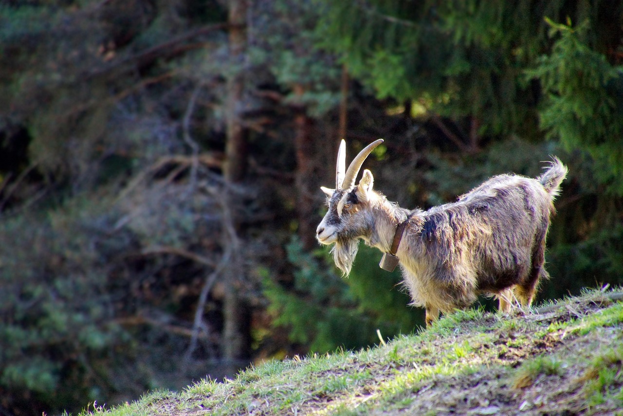 Capra Mammifère Animal - Photo gratuite sur Pixabay - Pixabay
