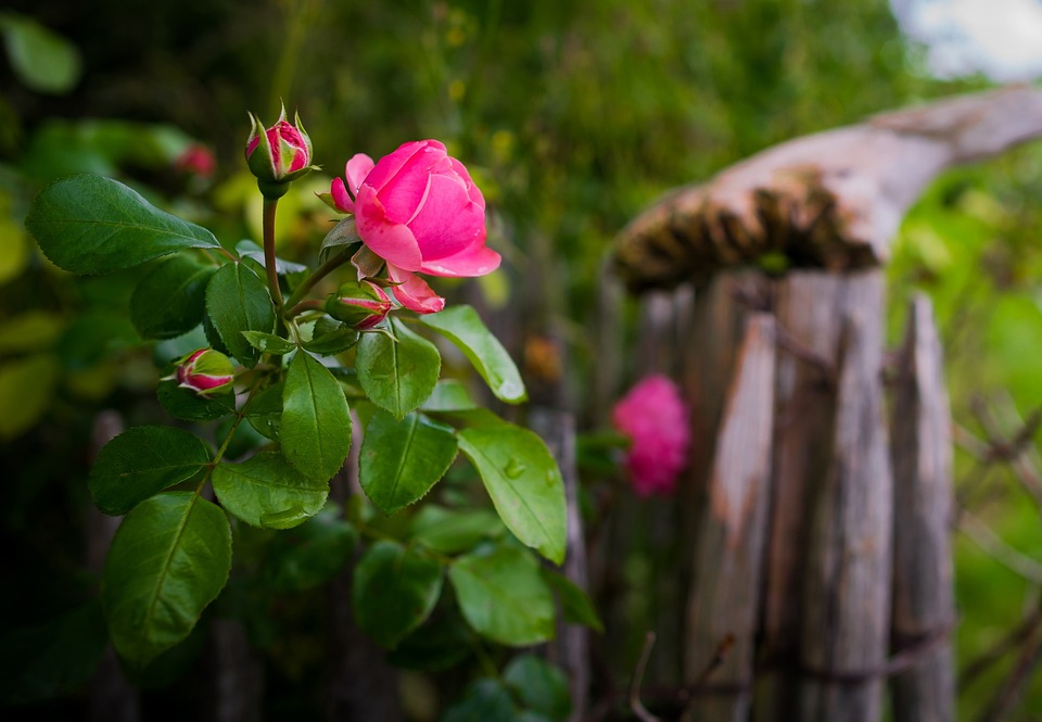 rose bokeh blossom free photo on pixabay animated background
